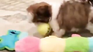 Baby Dogs - Cute and Funny Dogs Videos Compilation