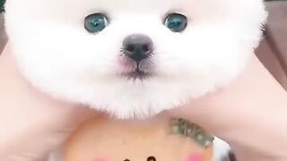 So Cute Dog