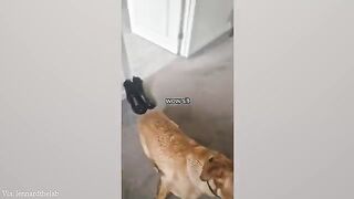 Funny animals moment ????