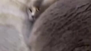 Funniest cat videos ????????