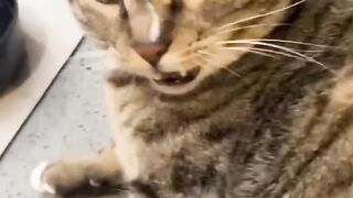 মজার_কিউট_প্রাণী_পার্ট_8????????????_#catsanddogs__#catsanddogs__#cute__#funny