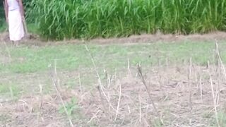 I see the king cobra snake just wait