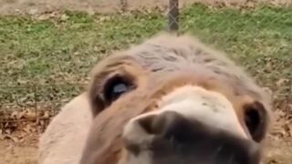 It's another donkey's laugh to wear a donkey