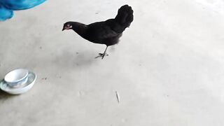 Hen hen hen hen