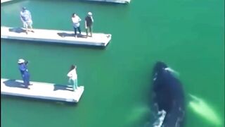 Incredible Footage of a Baby Humpback Whale Swimming in Marina!!! #shorts #marinelife #viral #whale