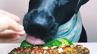 Dog Eit Food