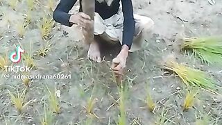 jast waw
