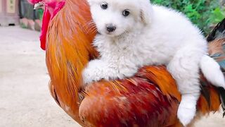cute chicken