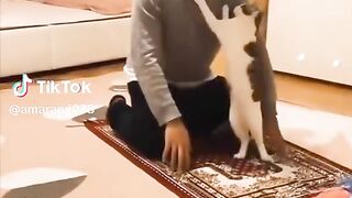 Cat ???? 7