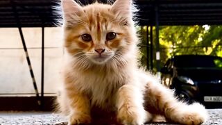 Funny cat 296