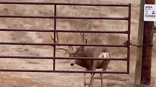 Smart Deer