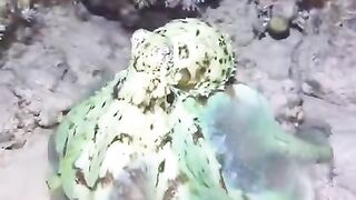 Octopus 2