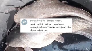 Berapa jumlah indukan lele yang harus dimiliki untuk perputaran 1 tahun agar tidak putus telur lele nya