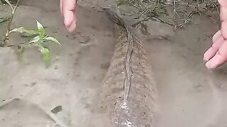 machi_maru_jagubha