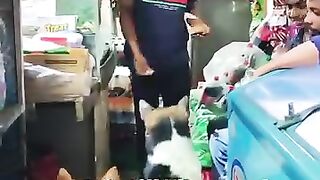 Funny video clips 5