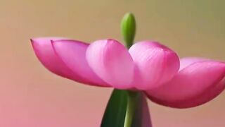 Flower dance 3