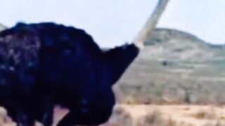 Awesome  funny videos #usa