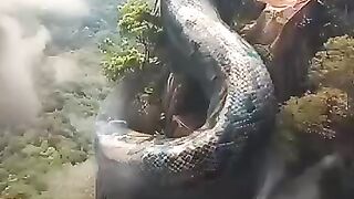 দুনিয়ার সবথেকে ভয়ানক 3টি প্রাণী।