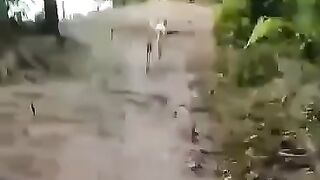 Dogs vlog