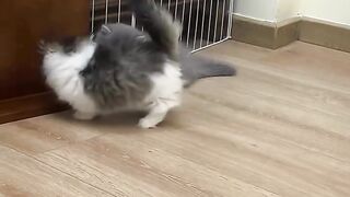 Cat fighting ????????