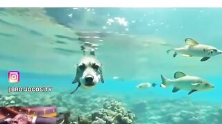 ???????????????? New $DOGFISH BOT Coming????