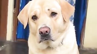Funny video