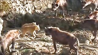 Small Lion attack to __