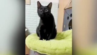 Animals funny video 3