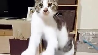 Cute Cat Funny video 2024