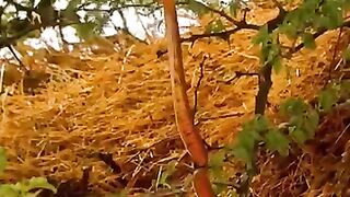 Butiful wild animals & birds