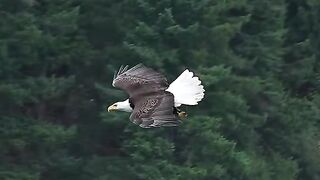 Eagle 16