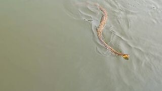 a snake was mad funny vedios