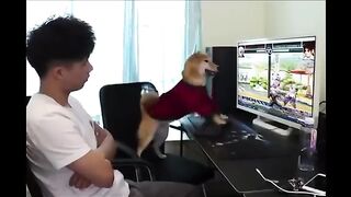 Animal Videos
