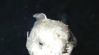 Ocan animal