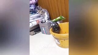 New Funny Cats and Dogs Videos