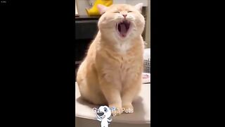 Funniest Animals 2024 2