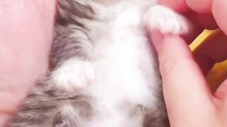 Cute kitty baby ????