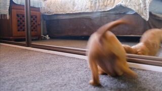 Funny dog video 12