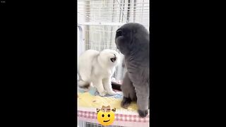 funny cat 122