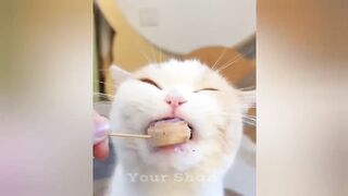 minutes of adorable ????cats and kittens videos to keep you smiling ????