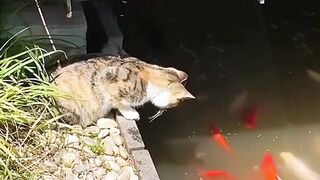 How to catch a fish 2