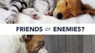 CAT AND DOG FRIENDSHIP