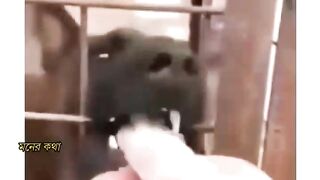 Dogs user now