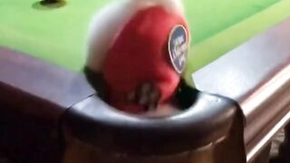Funny dog video 13
