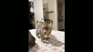 Watch some funniest cat ever