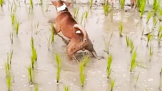 funny video 588