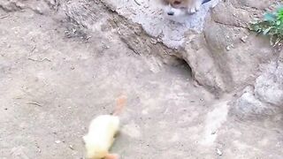 Dogs Cute