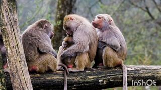 Animals loving and careing