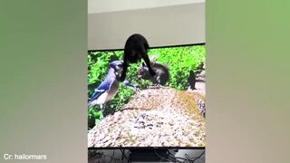 Funny video 2 6