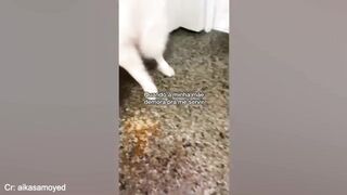 Funny video 3 4
